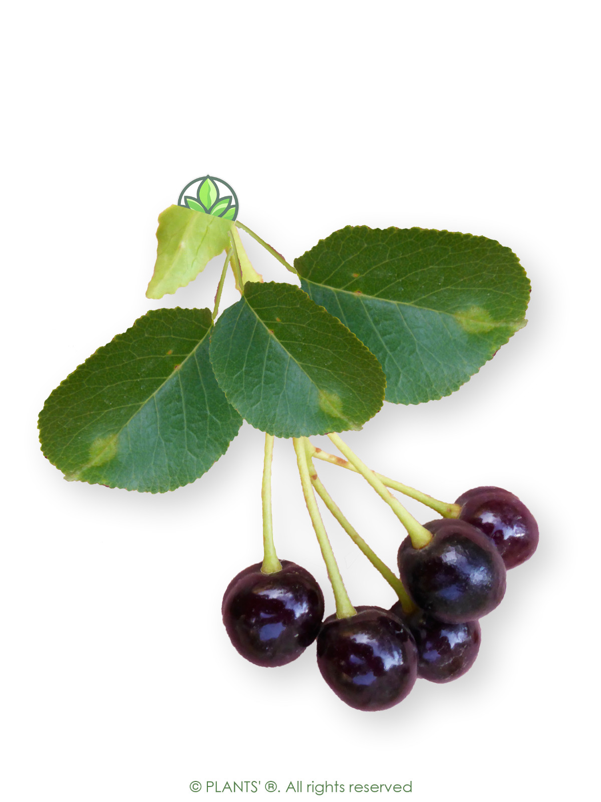 St. Lucie Cherry | Premium Seeds | Prunus mahaleb ‘Fruit’ | Plants’®