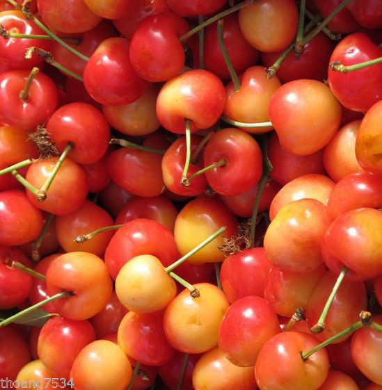 25 Fresh Seeds RAINIER Sweet Red Golden Yellow Cherry Tree Plant SEEDS Pits 2024