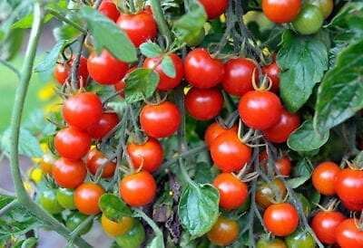 Tomato Herb Seeds 10 Packs Non GMO Heirloom Green Zebra Yellow Pear Cherry Basil