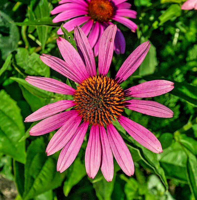purple Echinacea 100 seeds, coneflower, large daisy-like flowers, herb.
