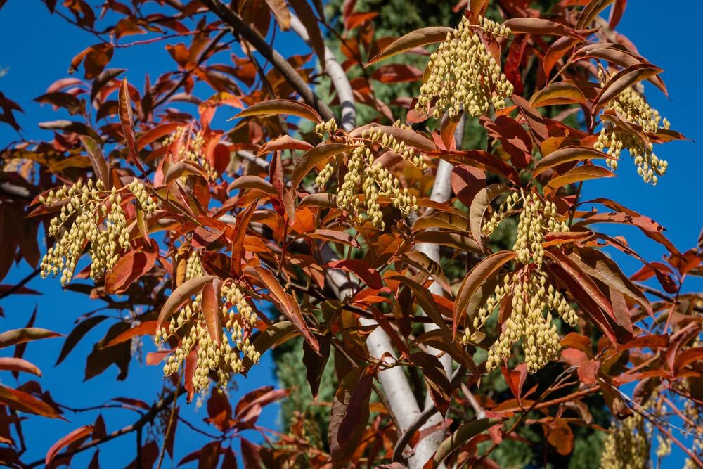 Lily of The Valley Tree Seeds – 100 Seeds of Oxydendrum arboreum, Sourwood