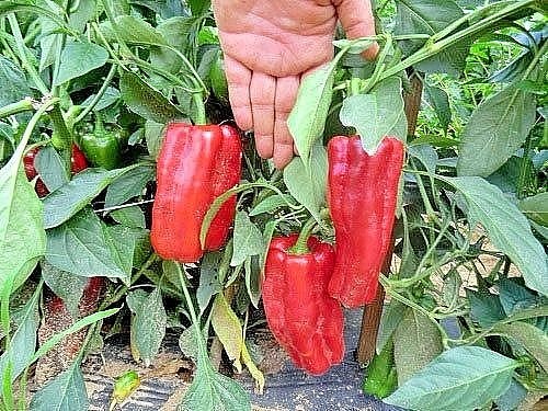 Red Marconi sweet pepper seeds non-gmo Italian heirloom BIG FLAVOR