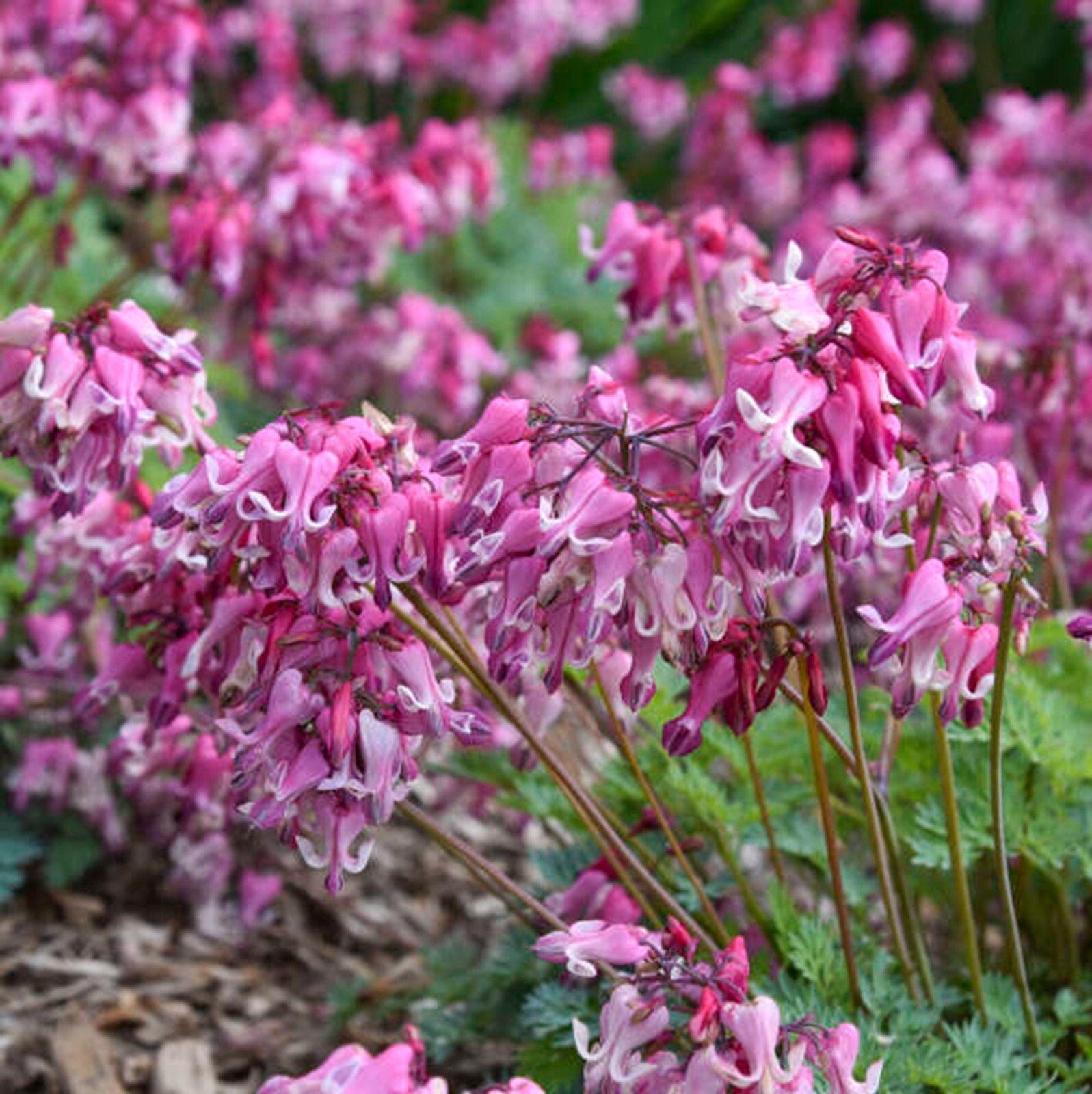 25 Pink Diamond Bleeding Heart Seeds Dicentra Spectabilis Flowers Seed US SELLER