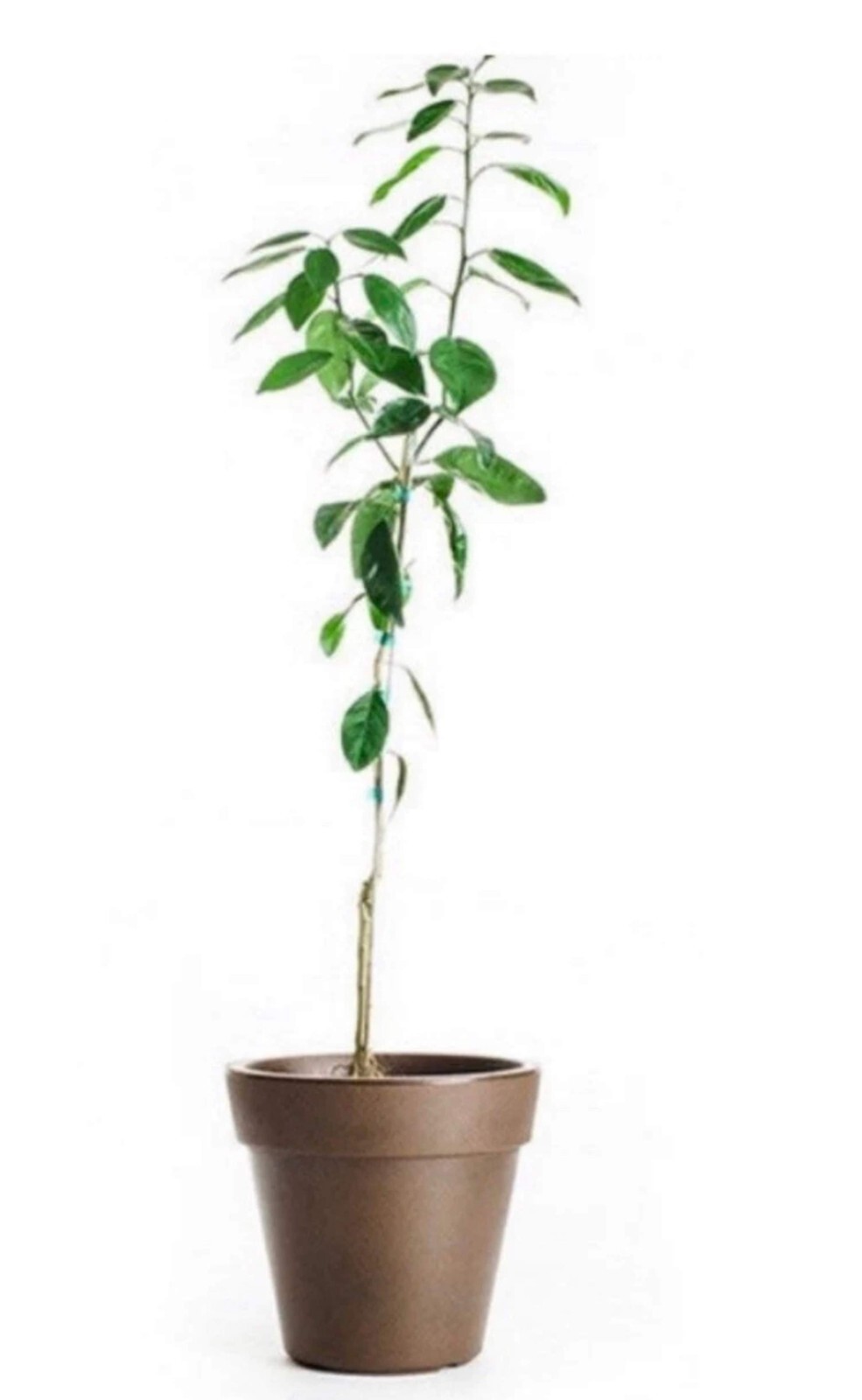 Florida only!! Persian (Tahiti) Lime Tree, Grafted plant, 18-30 inches tall