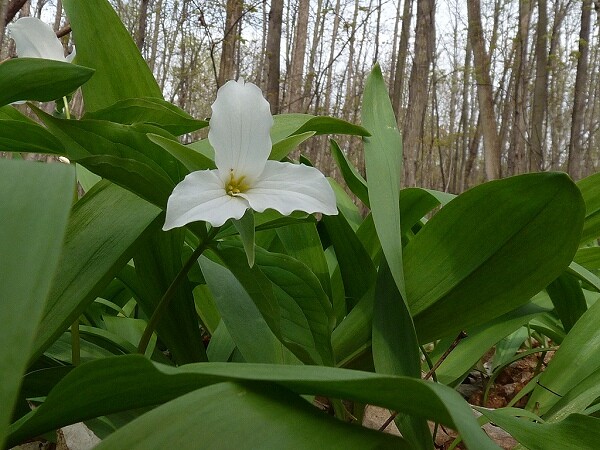 2 Wild Woodland White TRILLIUM Native plant~Woodland gardens