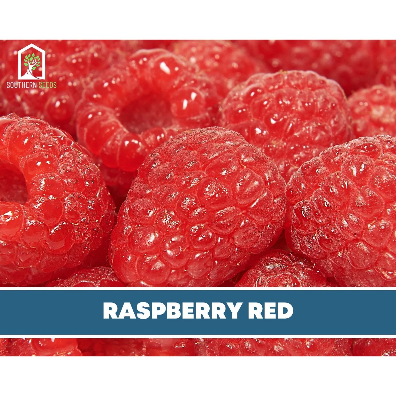 Raspberry, Red European – Heirloom Seeds – Non GMO (Rubus idaeus var. idaeus)
