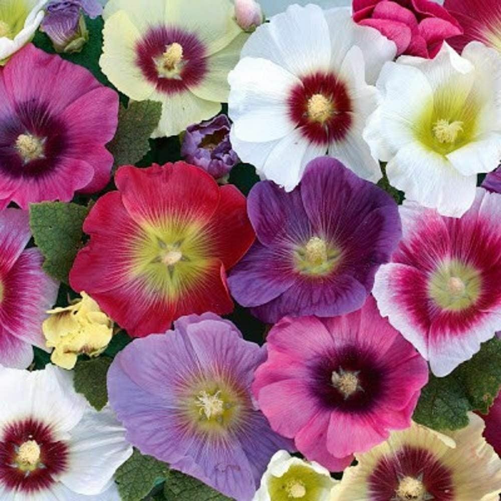 Hollyhock Mixed Flower Seeds, “COOL BEANS N SPROUTS” Brand
