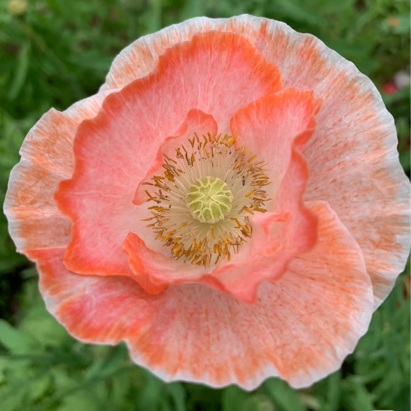 1000 Blush Orange Poppy Seeds – Papaver rhoeas for Garden Borders & Pots