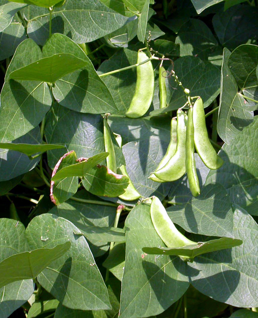 Dixie Speckled Butterpea Lima Bean Seeds | Baby Limas Red Butter Beans Seed 2024