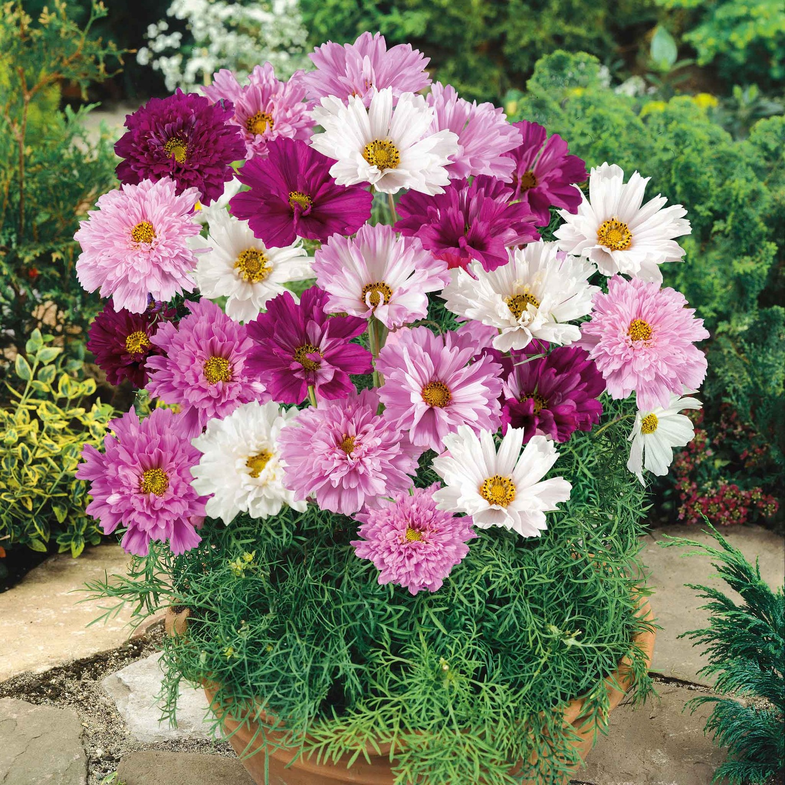 Cosmos Double Click Mix: 25 seeds