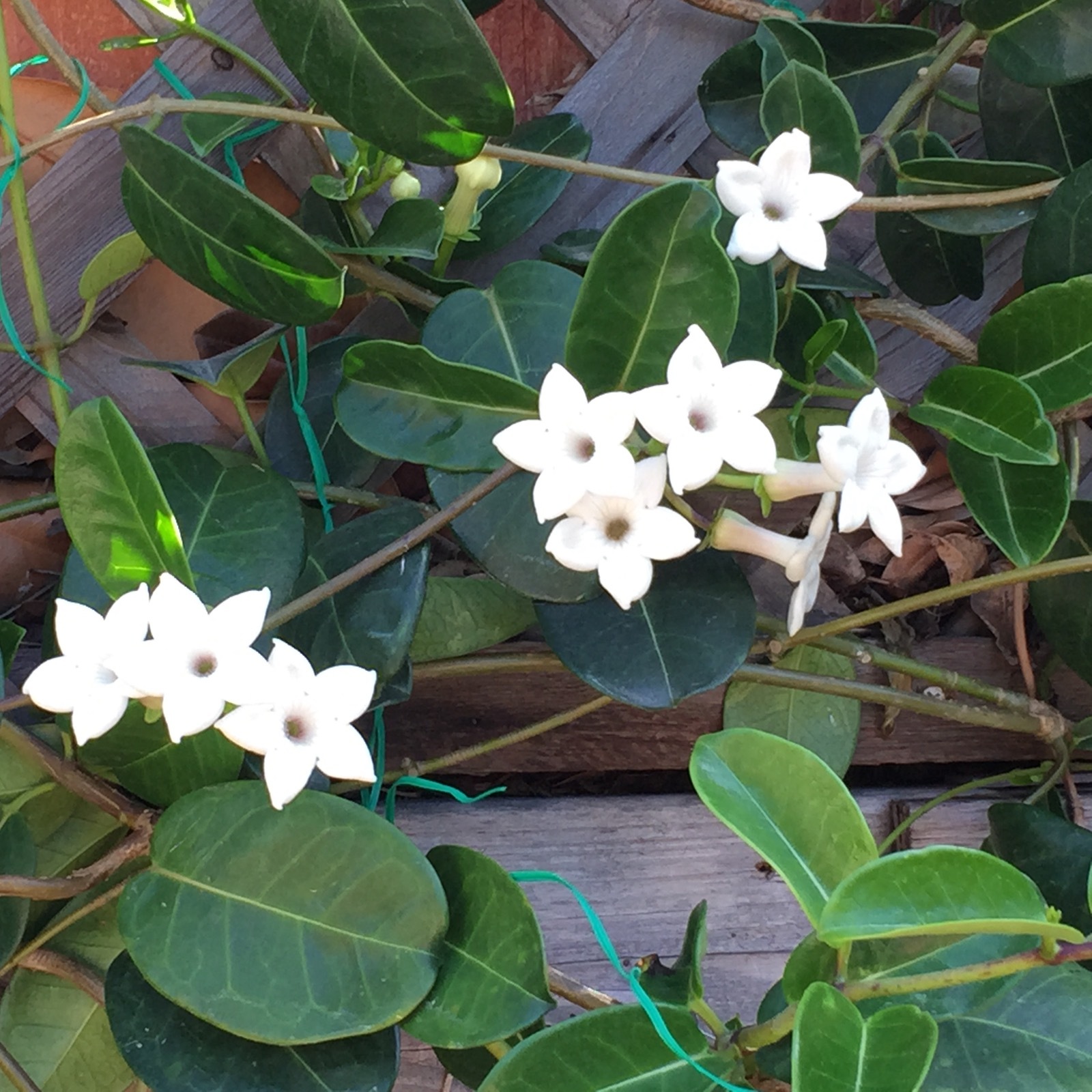 50 SEEDS – New harvest STEPHANOTIS FLORIBUNDA-Wedding Plant-Madagascar Jasmine