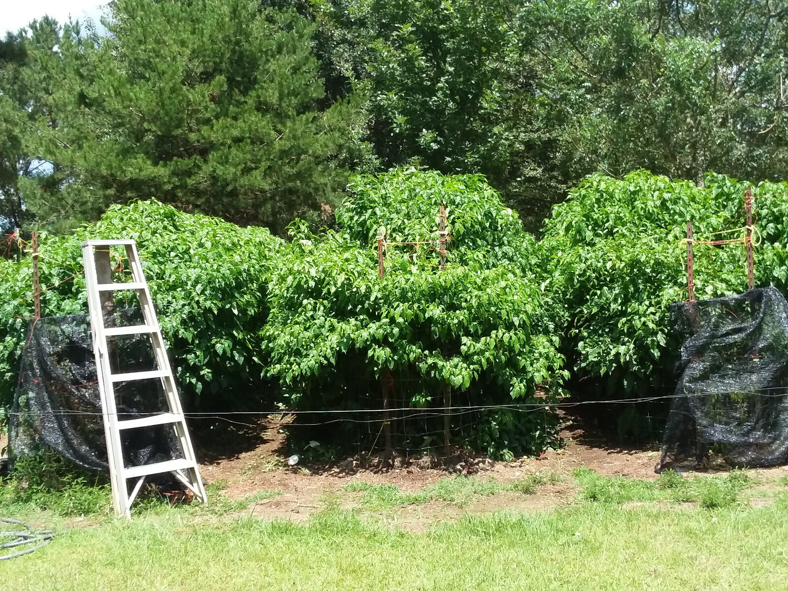 Rare Superhot Pepper Seeds Including Trinidad Scorpion CARDI & 7 Pot Douglah