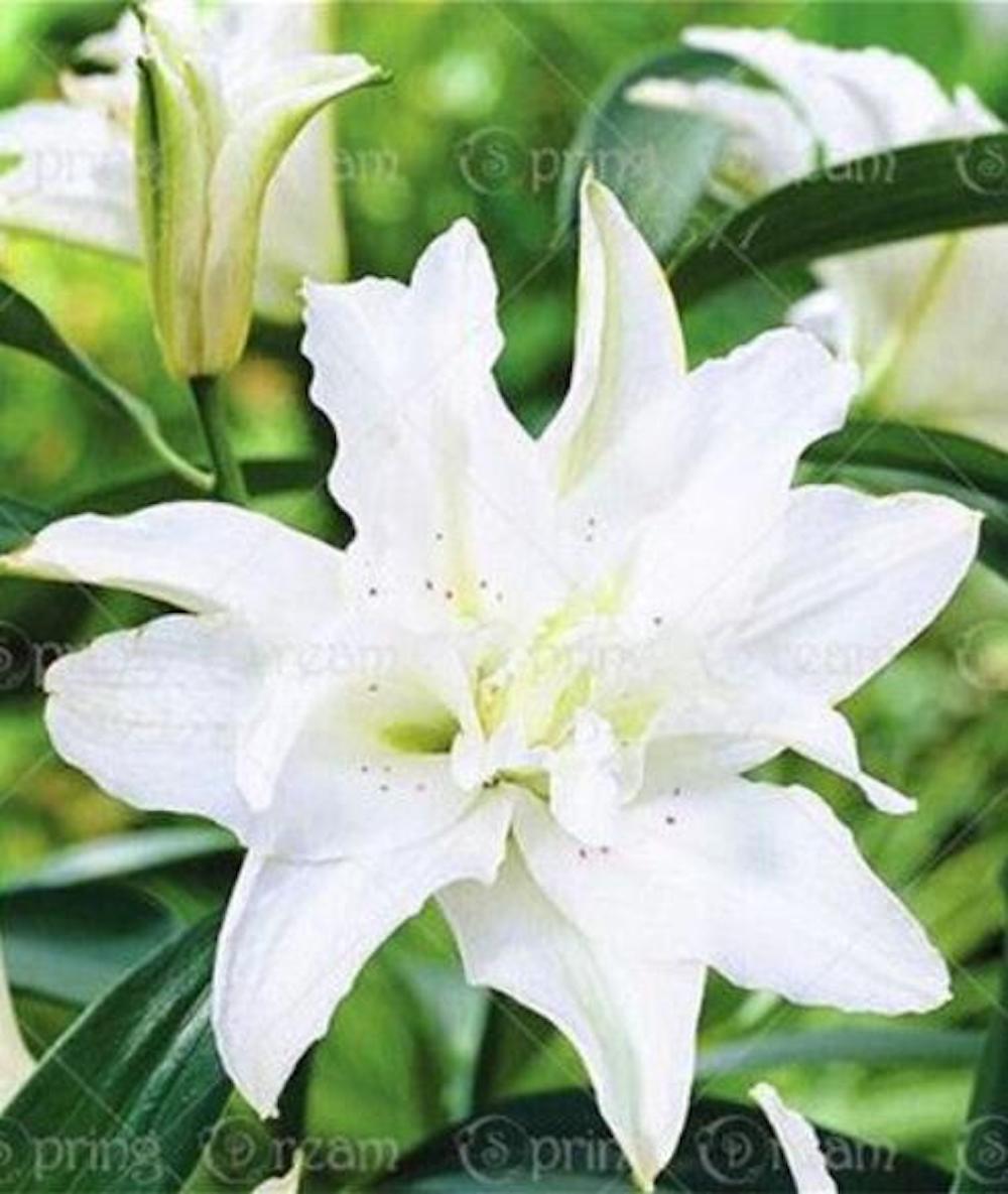25pc LILY SEEDS Garden Plant Flower rare bloom exotic USA seller FREE shipping