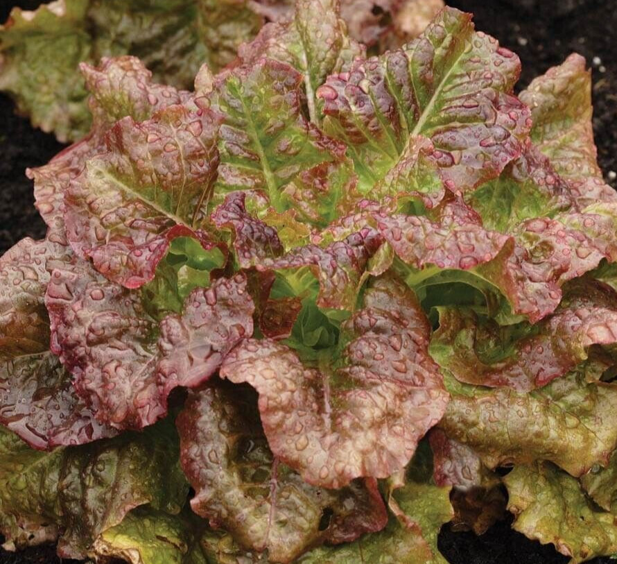 1 Gram Fresh | NON-GMO | Red Sails Loose-Leaf Premium Lettuce Seeds-B 42