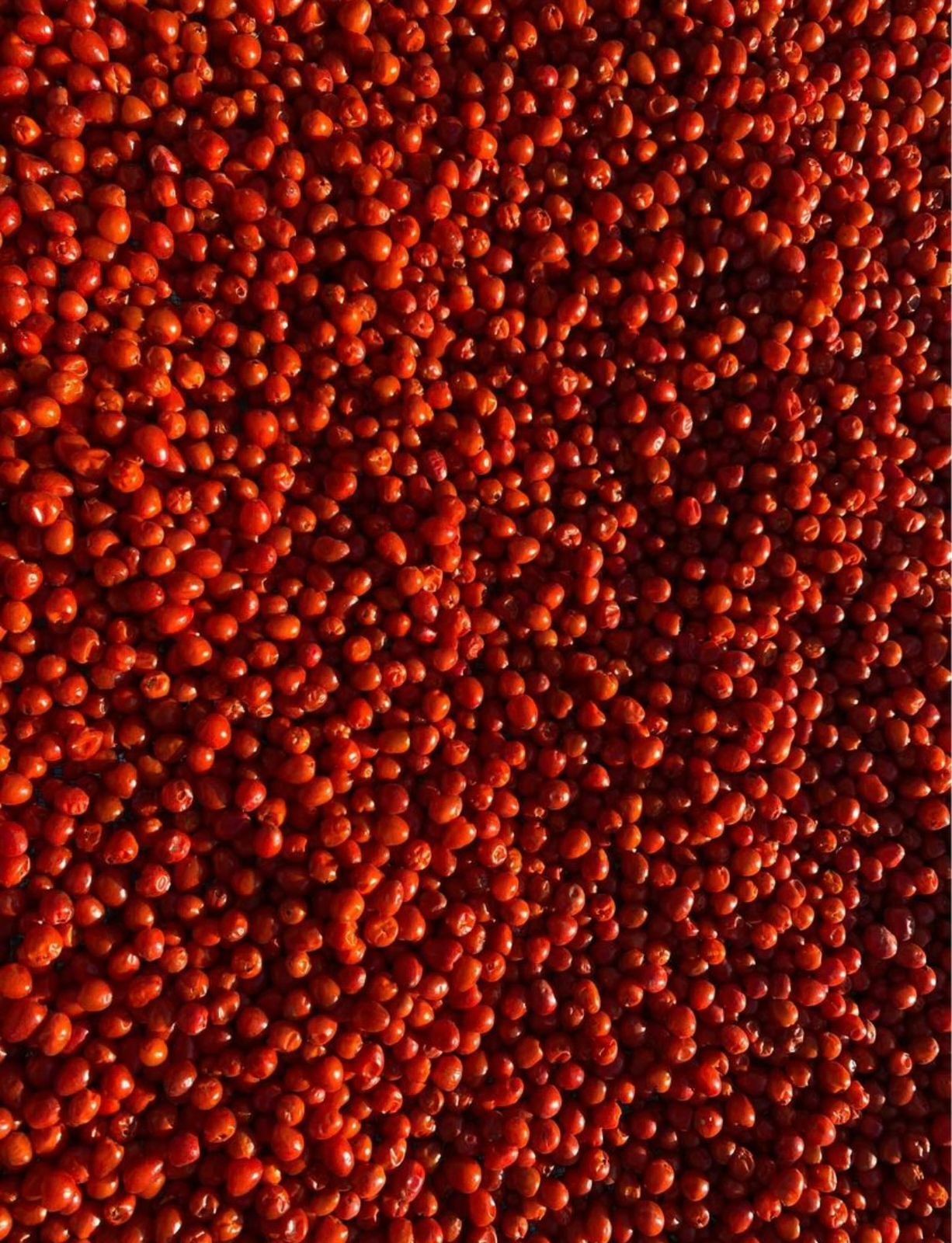 CHILTE FARM Chile Chiltepin Libra
