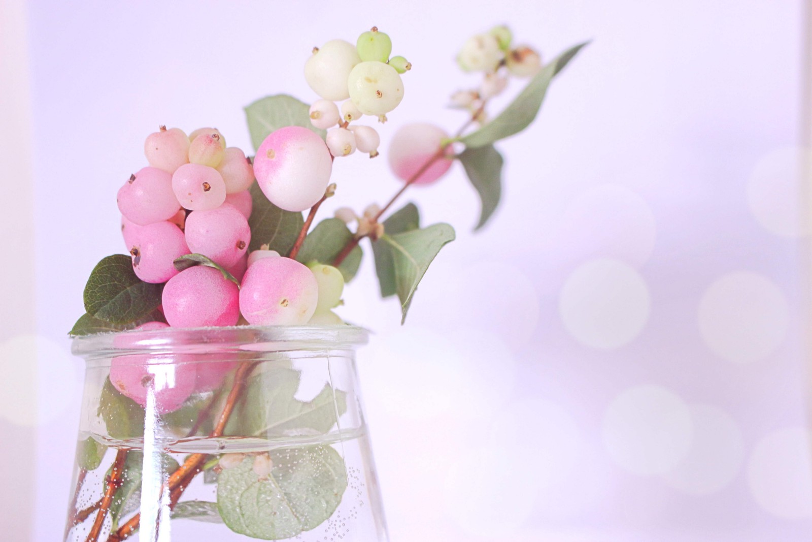30 WESTERN SNOWBERRY Shrub White Pink Flower Symphoricarpos Occidentalis Seeds