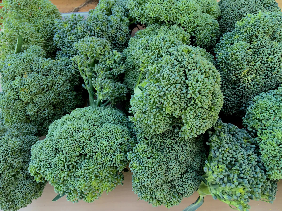 Green Sprouting Calabrese Broccoli Seeds (100) / ORGANIC / FLORIDA GROWN