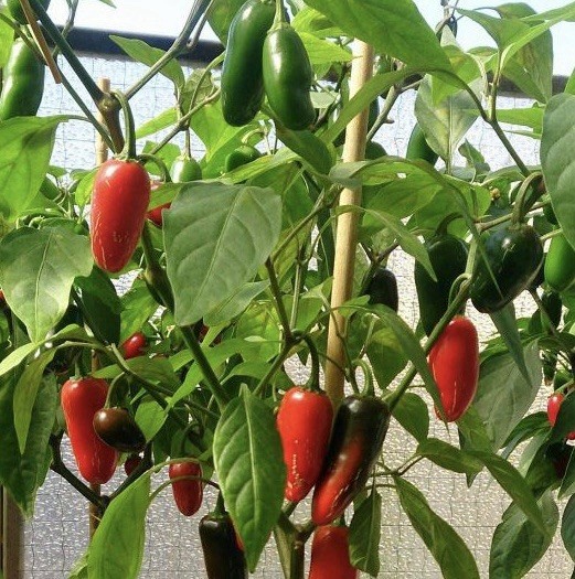 200+ JALAPENO Hot Pepper Seeds – Medium Poppers Heirloom Non-GMO | USA Fast Ship