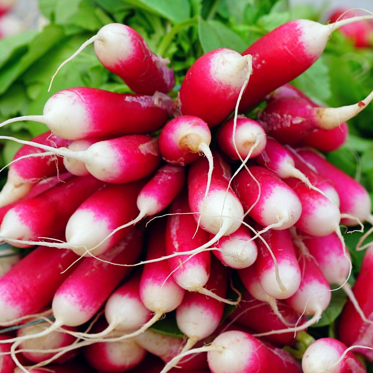 500 French Breakfast Radish Seeds – Everwilde Farms Mylar Seed Packet