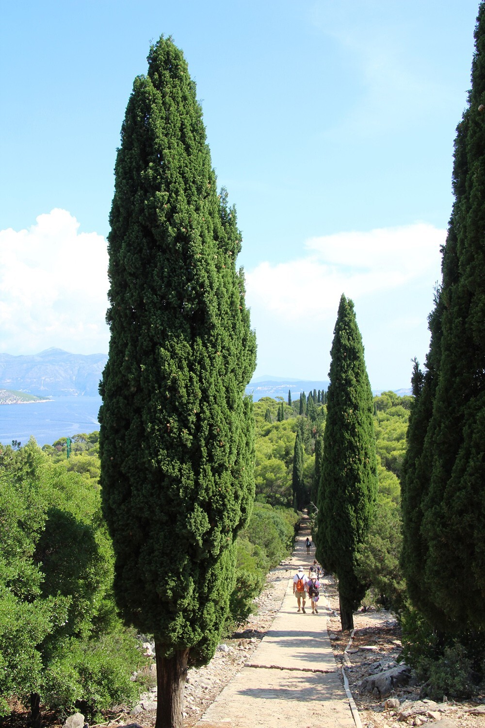 Upright Italian Cypress | Premium Seeds | Cupressus sempervirens Stricta Plants’