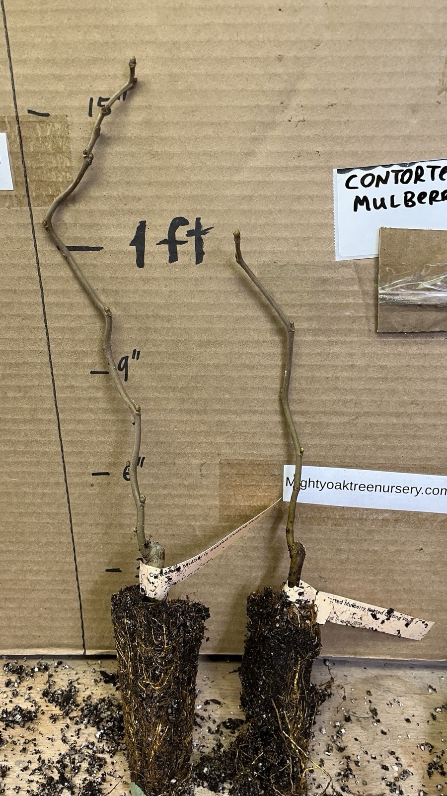 Contorted Mulberry 6-12 inches tall bareroot rare twisted plant
