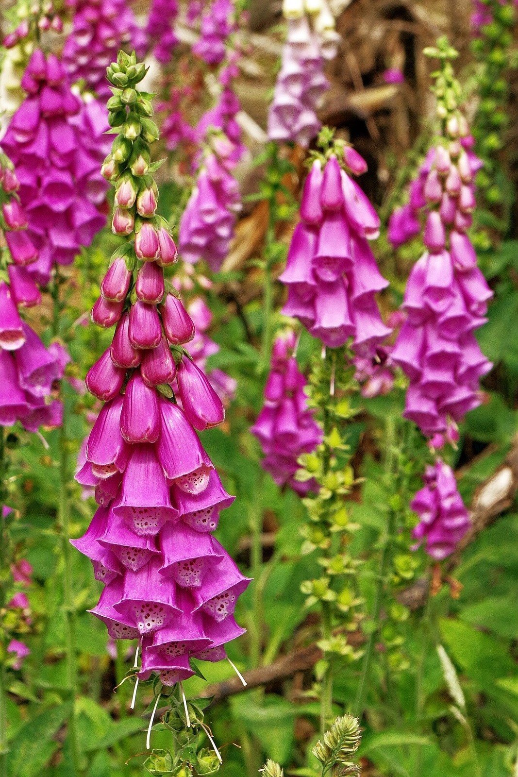 Foxglove Seeds | Mixed Colors Purple Perennial Tall Pollinator Flower Seed 2025