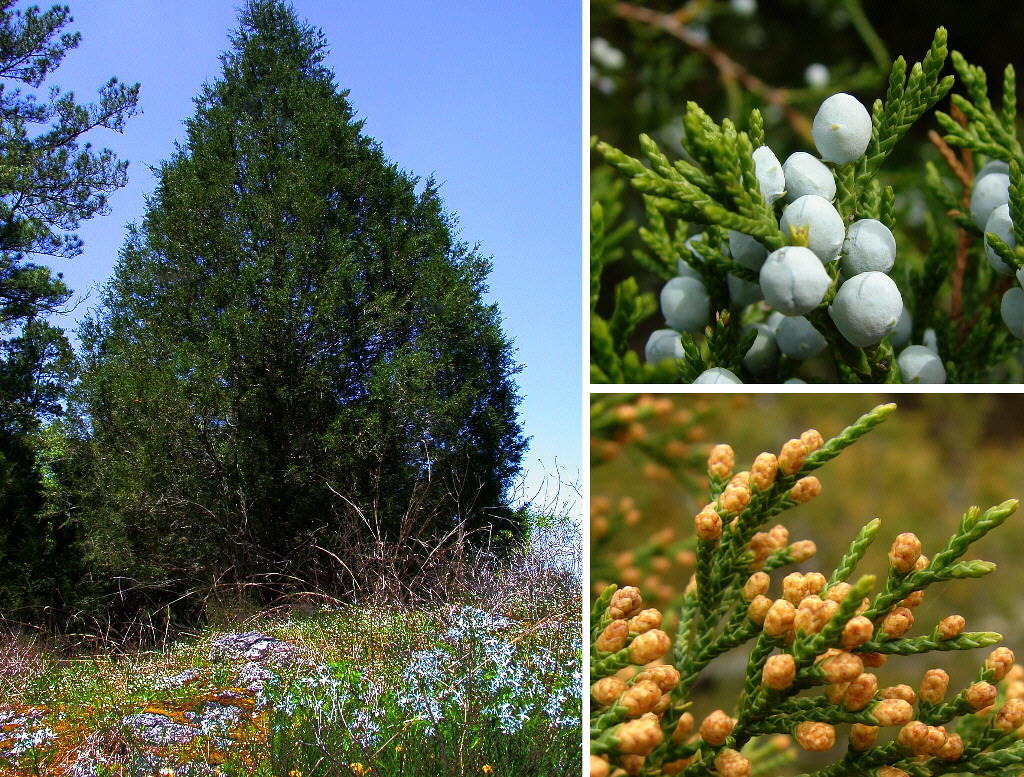 Eastern Red cedar, Juniperus virginiana, Tree Seeds