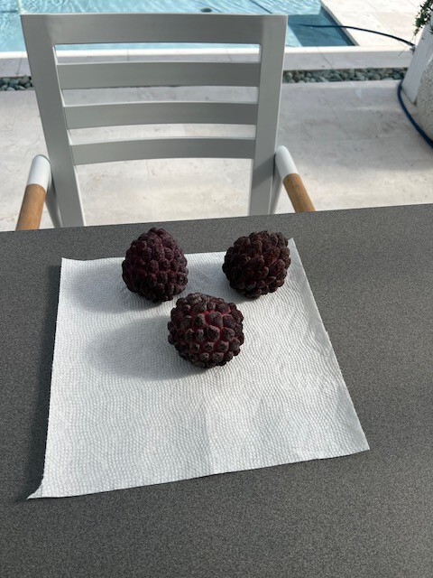 10 fresh Red Sugar apple (Annona squamosa) seeds