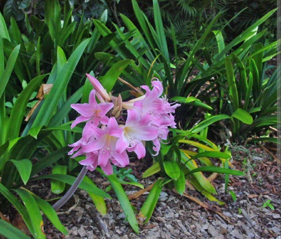 1 Large Amaryllis Belladonna Pink Naked Lady Lily Flower Bulb Big Blooming Size