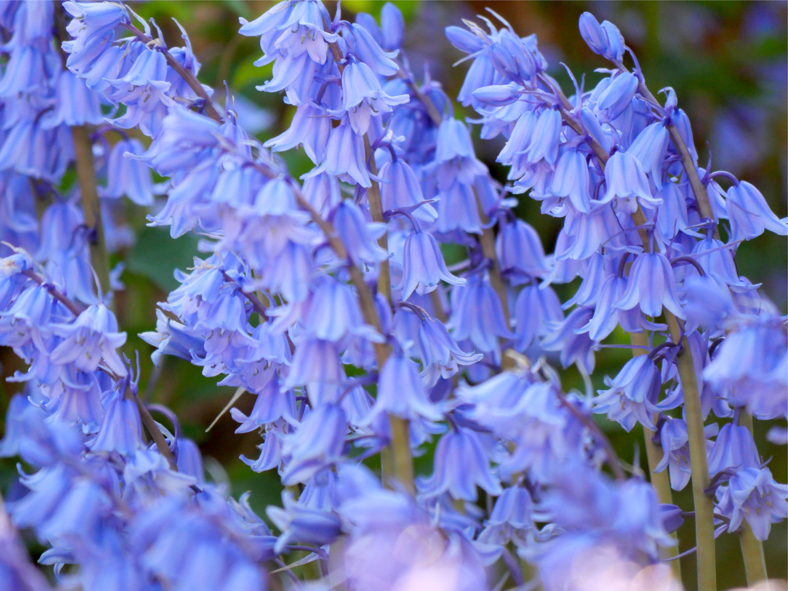 10 Mixed WOOD HYACINTH English Woodland Spanish Bluebell Scilla Flower Seeds
