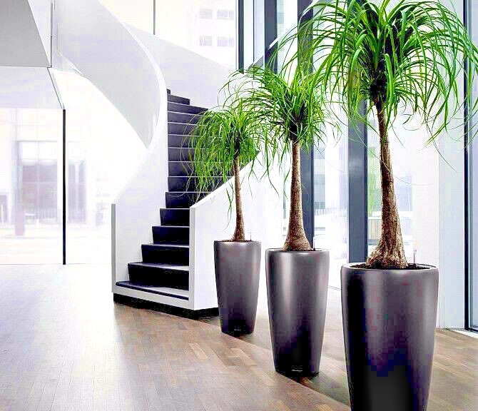 Ponytail Palm Tree Seeds Beaucarnea recurvata Elephant Foot Indoor House Plant