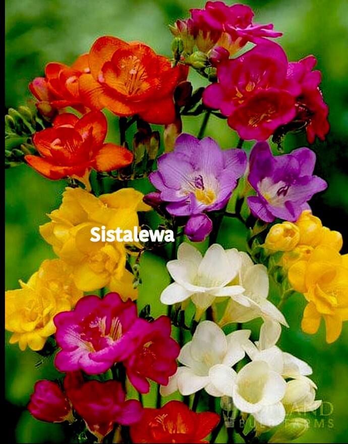 Freesia ~ Double Single MIX – (5) Flower bulbs – Colorful