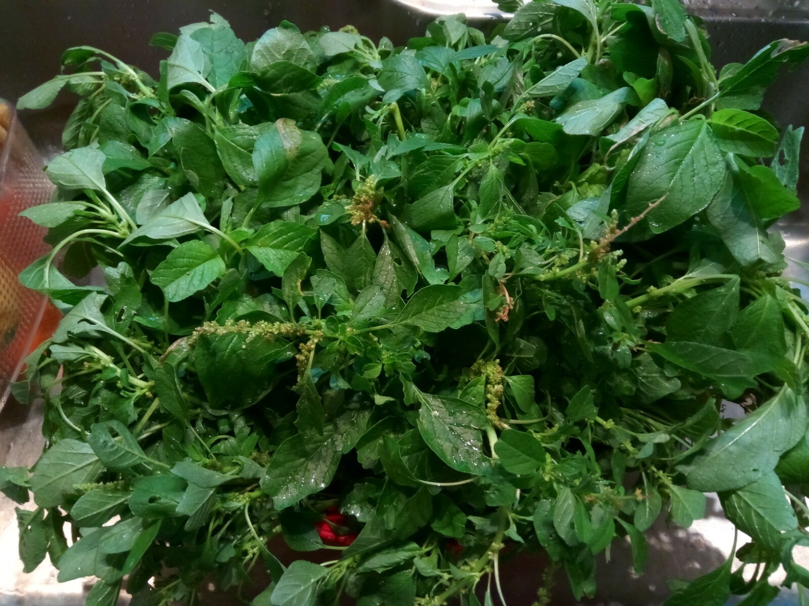 500+ Green Amaranth Seeds(Indian Siru Keerai/Koora Thampala ) Leafy Vegetable.