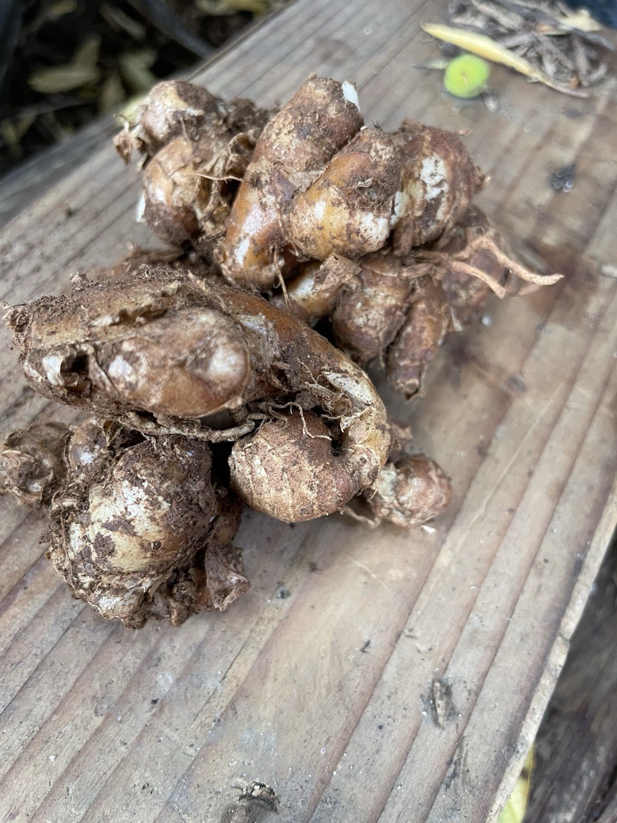 3 Oz Fresh Aromatic Ginger For Cooking And Planting
