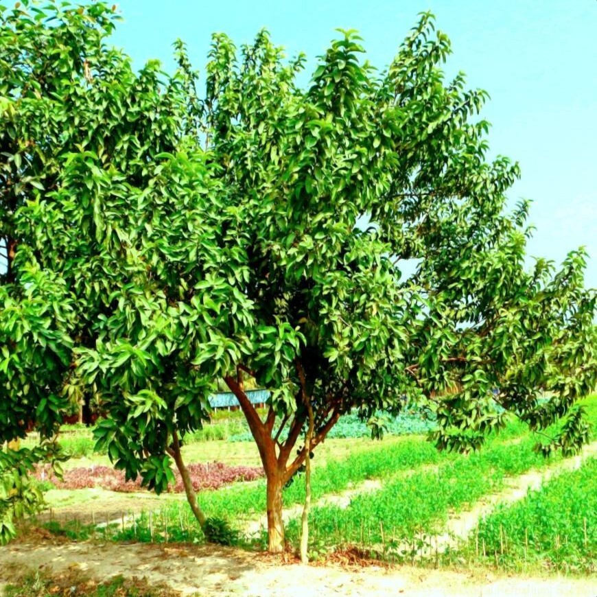 20 Lemon Apple Guava Tree Fruit Seeds ‘Ruby Supreme’ Plant (Psidium guajava)