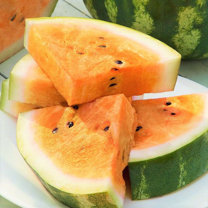 Tendersweet Orange Watermelon Seeds | Fruit Tropical Orangeglo Water Melon 2024