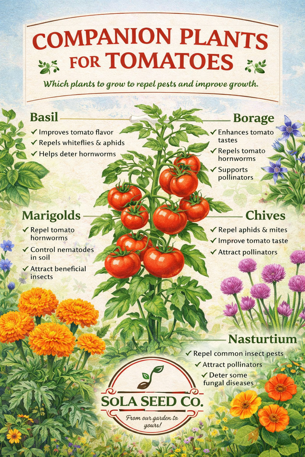 500 Marigold HAWAII Tall Orange Double Seeds Landscaper Pack bulk, Non-GMO USA!