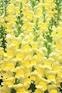 Snapdragon Potomac GF3-4 Yellow 500 seeds