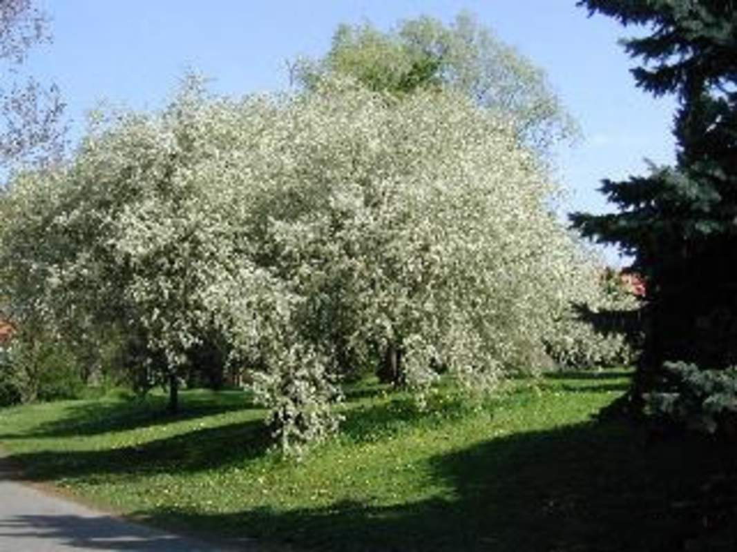 1-1000 PCS Prunus Mahaleb Cherry Tree Seeds White Flower Red Fruit Sweet 0142