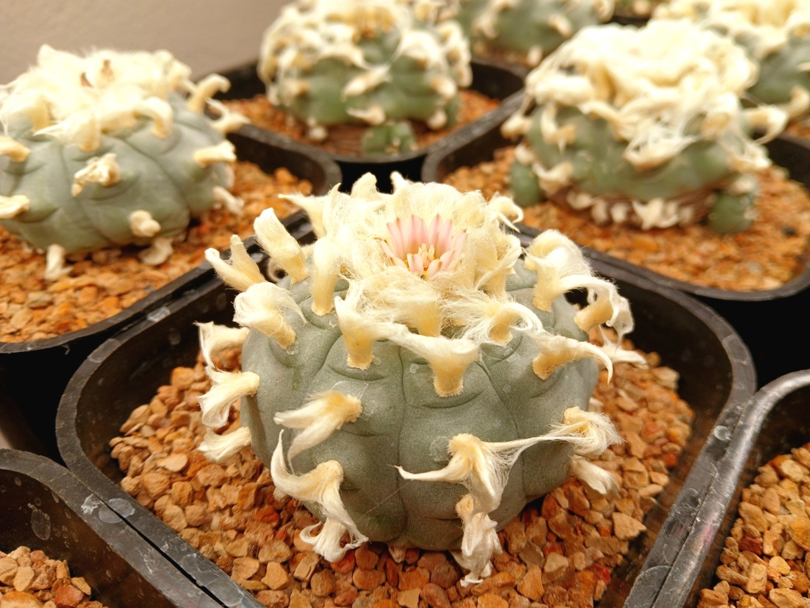 30 Seeds – Loph (willi) var. Texan(a) – Button Cactus (US Seller)