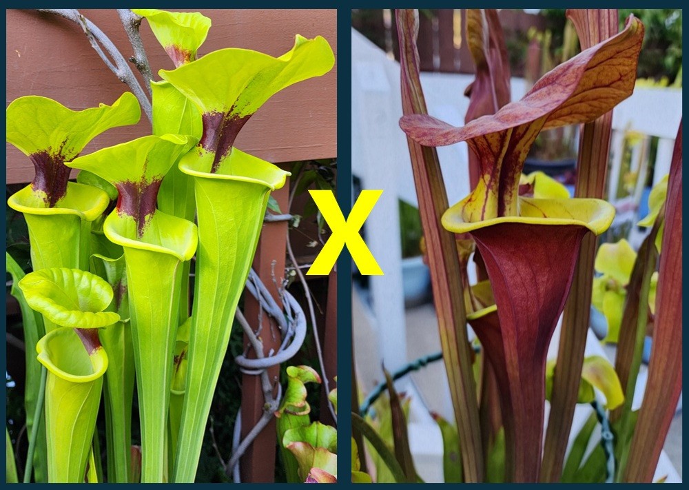 2025 SARRACENIA SEEDS: FLAVA RUGELII CLONE A X FLAVA WACCAMAW [CP SEED]