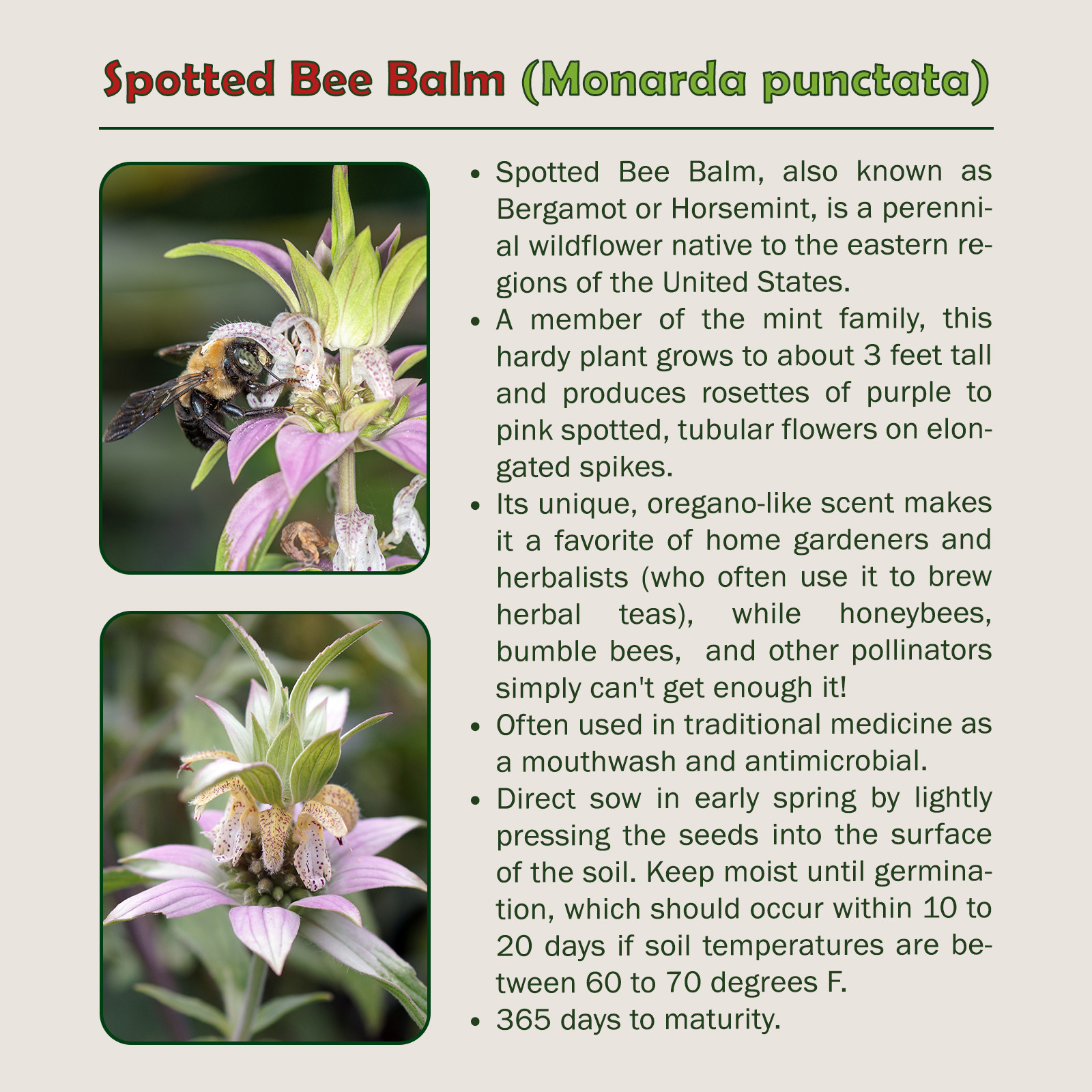 200 Spotted Bee Balm Seeds, Herbal, Medicinal, Pollinator Attractor, Genuine USA