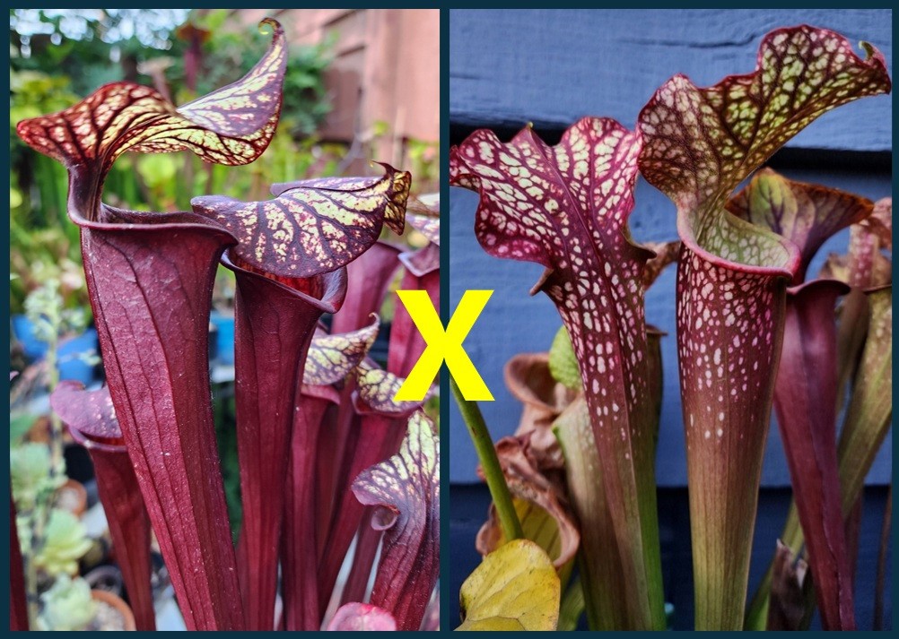 2025 SARRACENIA SEEDS: NIGHTWEAVER X DRAGON QUEEN [CARNIVOROUS PLANT SEED]