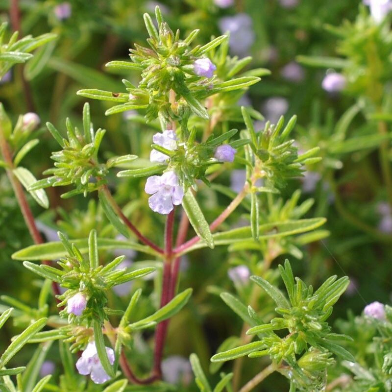 1000 Summer Savory Herb Seeds, Chubrica – Non-GMO – Always Fresh Seeds!