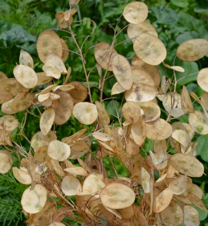 MONEY PLANT SEEDS 100+ Lunaria Biennis Flower SILVER PENNIES wildflower GARDEN