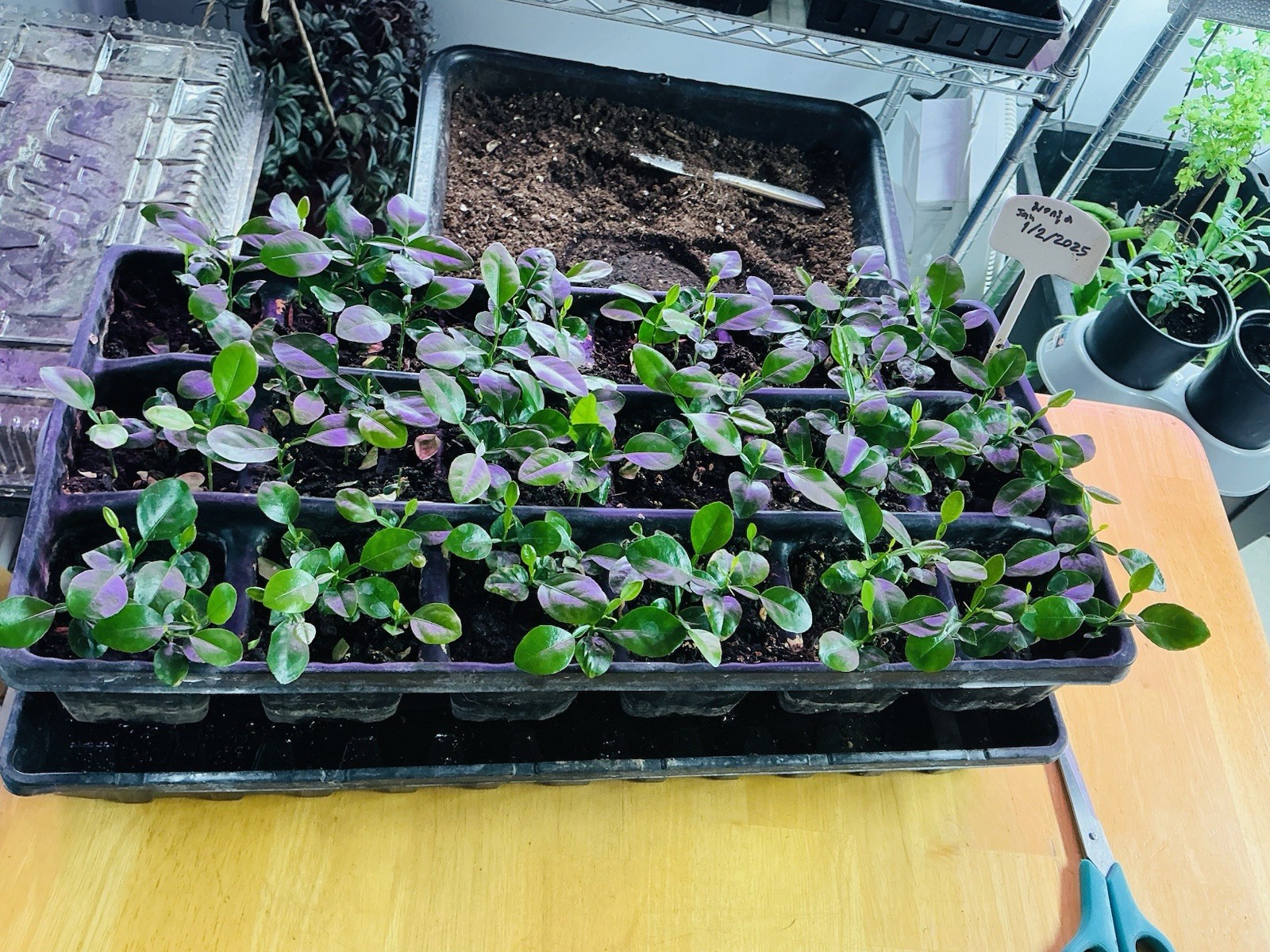100+ Kaffir Lime Seeds Harvested 9/2025 Always Fresh And New Seeds มะกรูด