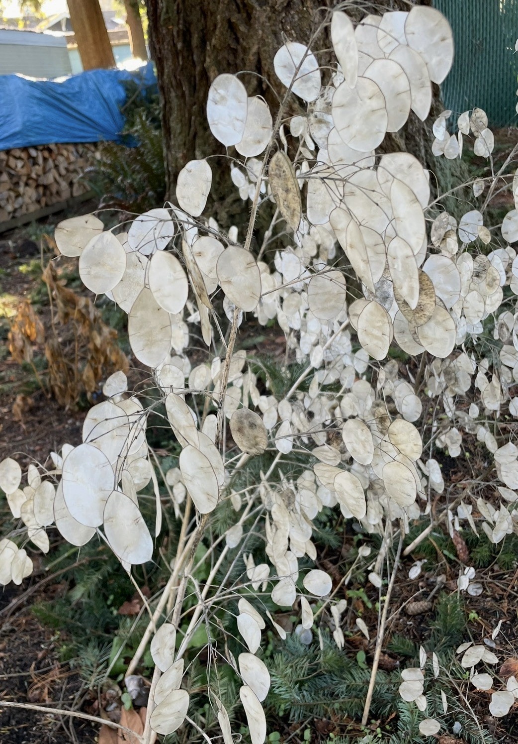 250 + Lunaria/ Money Plant Heirloom Seeds Grow On Property (USA)For Years.