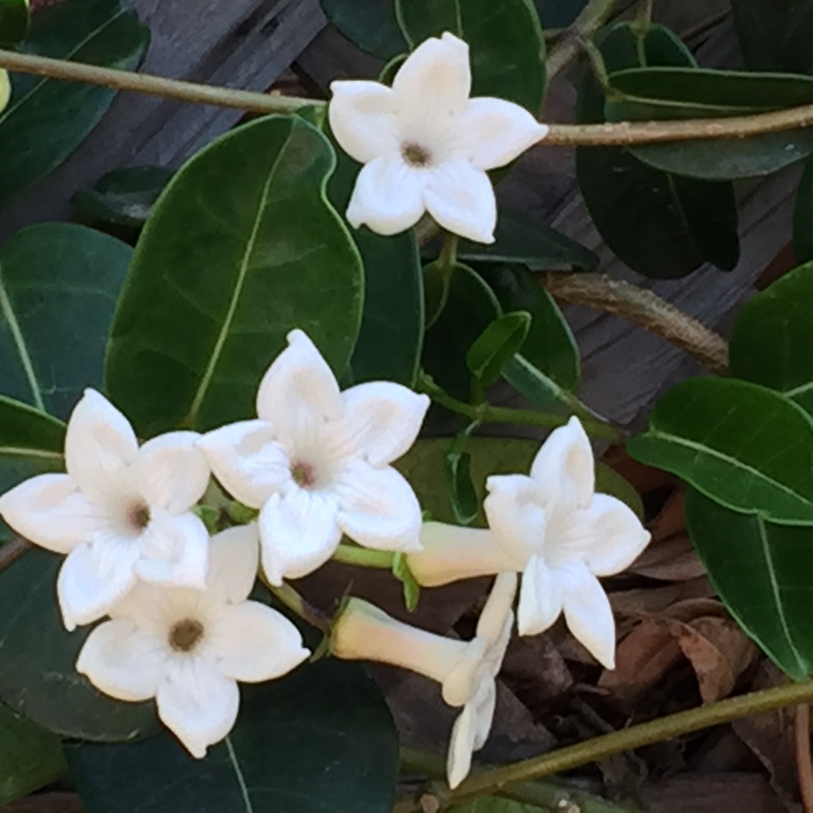 50 SEEDS – New harvest STEPHANOTIS FLORIBUNDA-Wedding Plant-Madagascar Jasmine
