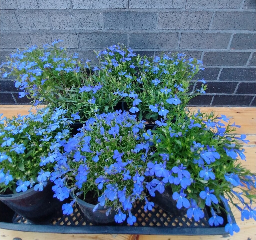 Lobelia Cambridge Blue seeds 100 seeds