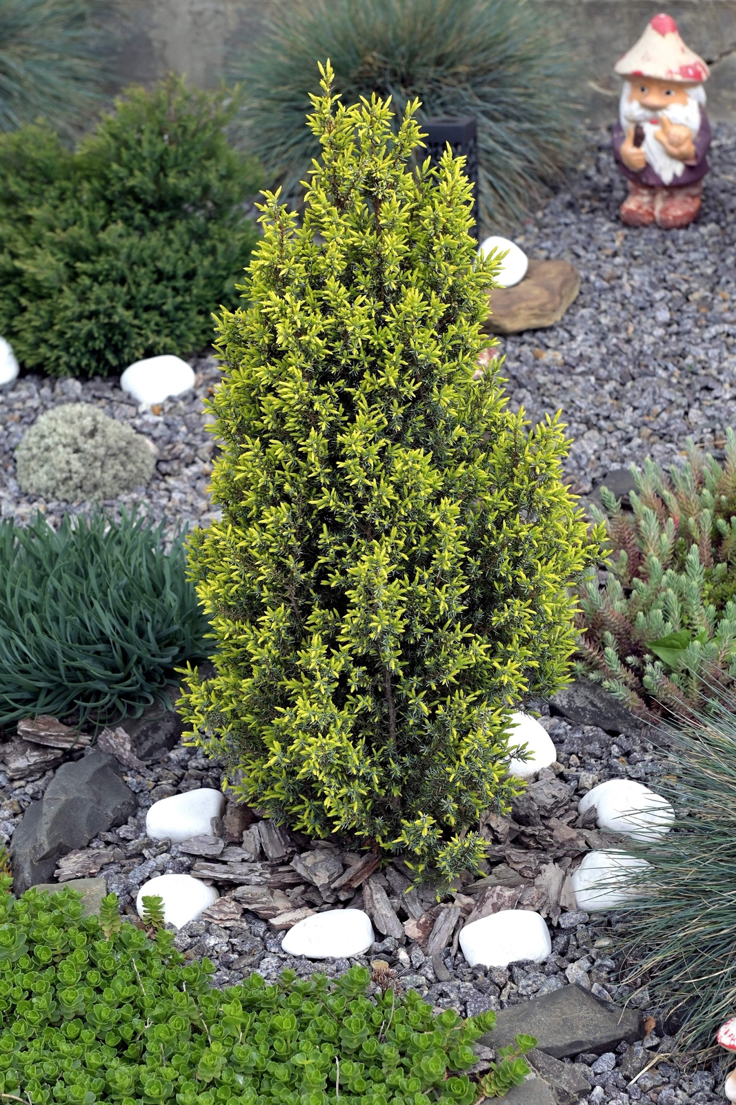 60 Organic Seeds COMMON JUNIPER Juniperus Communis Tree Shrub – 20 Blue Berries